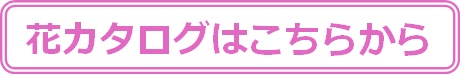 花カタログはこちらから